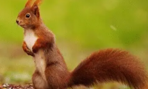 可爱的欧洲红松鼠喜欢吃什么？我来告诉你答案！