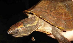 想知道马来果龟保护等级吗？来了解一下