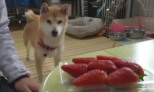家有柴犬嘴很馋，能给它吃草莓吗？