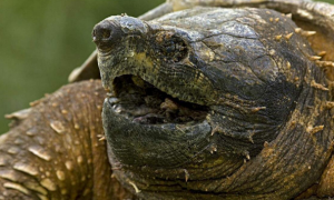 小鳄龟冬眠注意事项，你们知道吗？