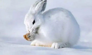 会 “毛色三变”的雪兔，实在是太神奇了！