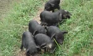 贵州有名的优质地方猪种——白洗猪