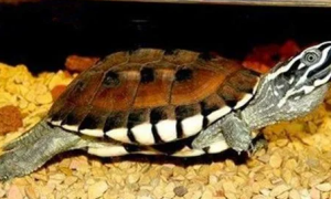 萌宠小知识：食螺龟是半水龟吗？