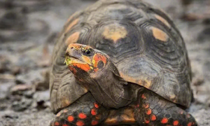 红腿陆龟可以多久不吃东西？如何饲养会更好？