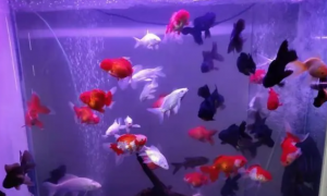 既想给鱼缸增氧，又想减少水流和气泡噪音，可以两全其美吗？