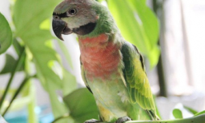 小绯胸鹦鹉怎么繁殖？这篇文章有答案！