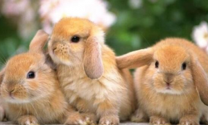 侏儒海棠兔的寿命多长，你们知道吗？