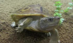 今日科普：缅甸孔雀龟的寿命多长？