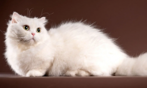 一起来看看拿破仑猫属于什么品种吧