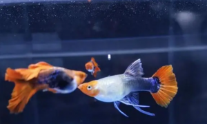 鱼缸怎么快速培养硝化细菌？