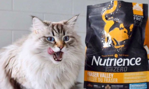 地表最强猫粮，纽翠斯是怎么做到的？