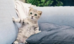 猫总是不老实地伸爪抓沙发，这是为何？为啥买了猫抓板猫也不用？