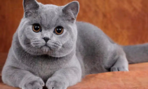 怎么训练俄罗斯蓝猫和你握手 猫猫握手训练