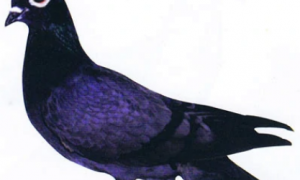 赛鸽之一的”中国青猫鸽”你了解吗？