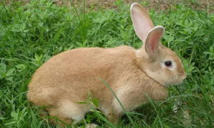 福建黄兔喂养技巧，想养兔子的学起来！