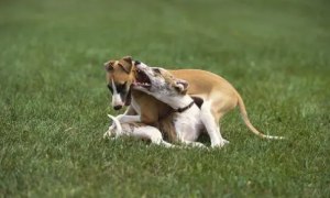 犬友饲养科普：惠比特犬和灵缇的区别是哪些？