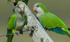 绿和尚鹦鹉是国家保护动物吗?