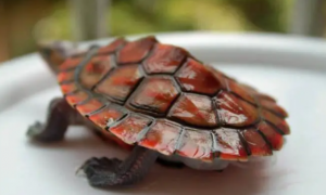 小科普：红腹短颈龟的寿命有多长时间？
