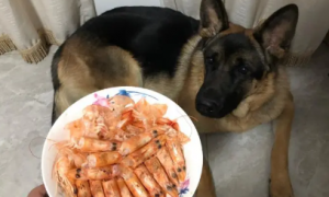 狗狗能不能吃虾？可以来看看！