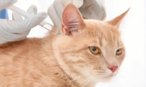 猫会被传染鼠疫吗？答案来了。