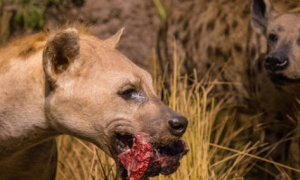 非洲野犬与鬣狗的区别是什么？来瞧瞧