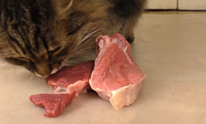 猫可以吃牛肉吗？饲养时需要注意哦~