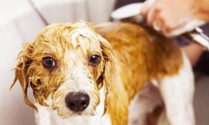 狗狗洗澡有哪些常见问题？来了解下吧
