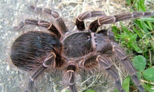 新手入门蜘蛛品种：玻利维亚白脚