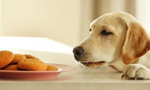 狗狗零食方面有哪些注意和选择？来看看吧