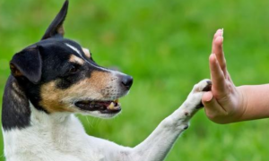 狗为什么能听懂人说话，今天来告诉你！