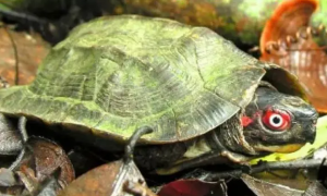 蔗林龟的寿命有多长？看这里！