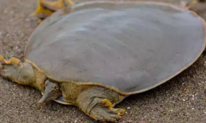 软壳龟能活多久，你们知道吗？