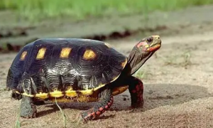 哥伦比亚红腿陆龟的寿命多长？来get一下吧