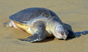 太平洋丽龟的寿命长吗？此文帮你解答
