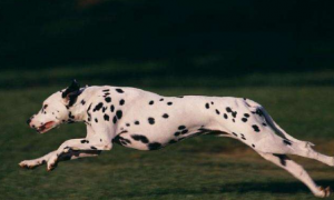 体形优雅的斑点狗——大麦町犬，为何现在饲养的人不多
