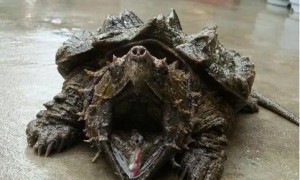 乌龟里竟然有这么可怕的存在，遇到北美拟鳄龟千万别围观！