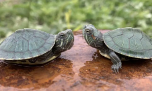 乌龟寿命一般有多少年？有人知道吗？