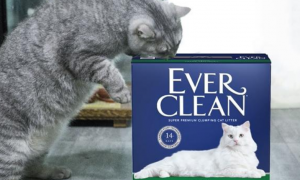 猫砂3.0时代到来，快让你的猫主子来体验下EVER CLEAN 铂钻猫砂