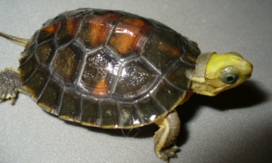 金头闭壳龟饲养环境有什么要求？注意这几点