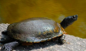 巴达库尔龟怎么分公母