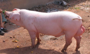 长白猪——外来引进的优良猪种！