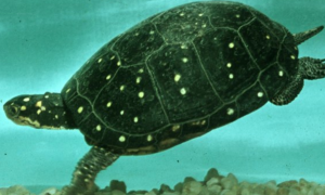 星点水龟和钻纹龟哪个难养？该如何饲养？