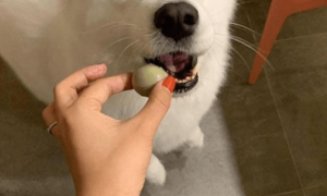 狗狗吃蛋黄补钙吗？小狗狗吃蛋黄补钙行吗？