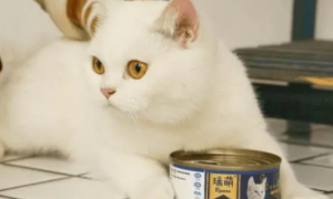 猫罐头能给猫咪当主食？来看看营养数据
