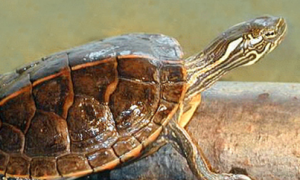 红纹锦龟能长多大？这篇文章有答案！