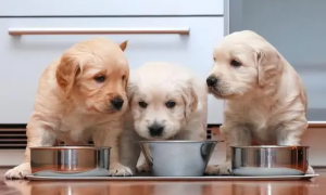喂狗粮不代表结束！改善狗饮食的4个技巧