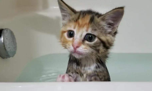 美国短尾猫怎么洗澡？有哪些注意事项？