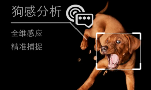 涂鸦智能联合智能宠物品牌湃妮，将全球首发「智能人汪情感翻译器」