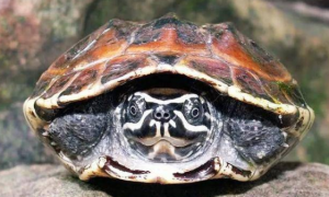 宠主科普：食螺龟公母如何区分？