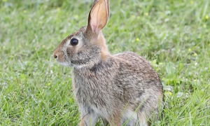 沙漠棉尾兔的寿命，想知道就来了解一下吧